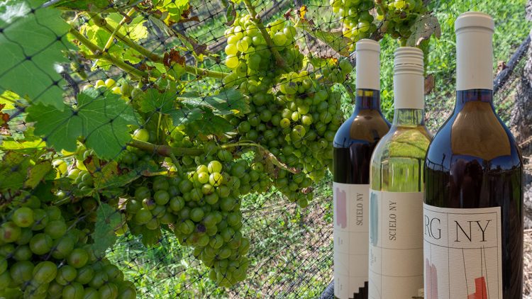 The Tasting Room, Sipping and Wine Making