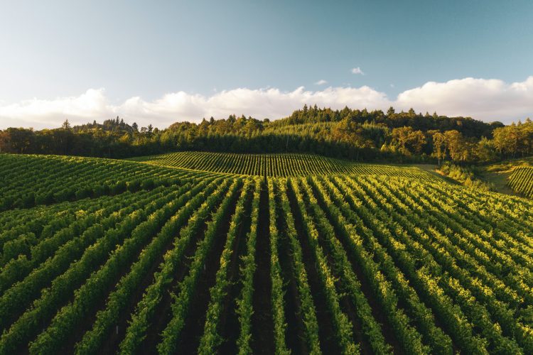Vineyard and sky